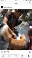 Kucing Persia Peaknose Jantan Garfield, Vaksin Lengkap