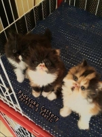 Kitten Persian Longhair Non Pedigree