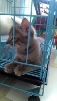 Anak Kucing Persia Medium