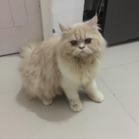 Persia Flatnose LH . Vaksin lengkap