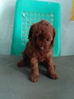Aknakan poodle tiny red