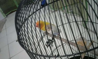 Lovebird Pasvio x Paskun Balibu 4bln Jodohan Baru dan Muda