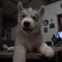 puppy husky 1 jantan 1 betina grey