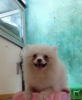 Anjing pomerian stambum sudah vaksin