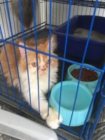 Persia Flat Nose 9 bulan