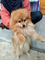2 ekor anjing umur 2 tahun