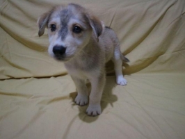 Anakan husky jantan lucu aktif sehat