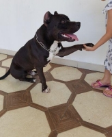 AMERICAN BULLY jantan istimewa 14 bulan