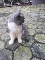 kucing jenis flatnose