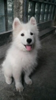 Samoyed puppy jantan
