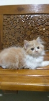 Kucing persia anakan dan dewasa