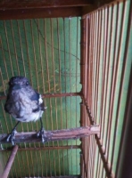 Kacer trotol jantan burung saja