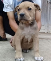 1 ekor puppy Pitbull jantan, 2 ekor betina