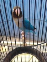 Burung love bird bibit unggulan terbaik
