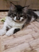Kucing Persia Jantan