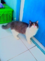 Kucing persia medium LH betina aktif lincah lucu bulu kapas minat wa aja harga bisa nego