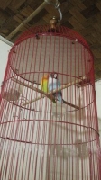 LOVEBIRD PAUD PRESTASI COBAL + PASJO FULLSET