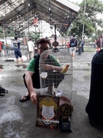 burung love brid dewasa