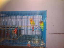 Burung love bird sepasang udah bertelur fullset