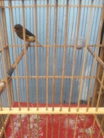 Burung kenari jenis Af & F1
