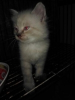 anakan kucing persia umur 2 bulan jantan & betina