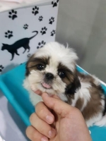 1 Ekor Female ShihTzu 2bulan Stb+Vaksin