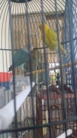 Burung cinta sepasang mangga di nego