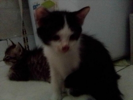 4 ekor Kucing anggora campuran