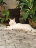 Kucing mainecoon ped cfa white solid jantan usia 2 tahun