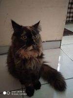 kucing cantik bulu tebal gemuk 6bln betina