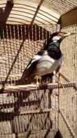 burung jalak suren & jalak hitam