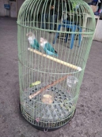 Lovebird blue cantik yang 1 blue fc