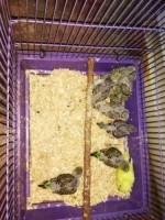 Burung Parkit lolohan