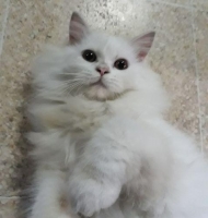kucing persia medium syantik