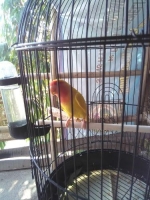Lb lutino mata merah 1thn lebih depok