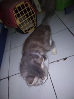 Kucing Anggora umur 1thn kondisi sehat