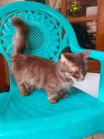 Kucing ras munchkin grey