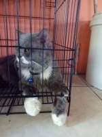 Kucing Persia Bigbone jantan usia 1tahun berat 6kg