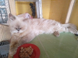 Jantan himalayah peaknose 14bln