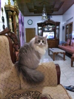 kucing persia medium betina
