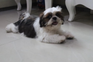 Anak Anjing Shih Tzu 3 bulan Stambum Vaksin