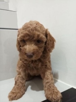 Anak Anjing Red Toy poodle