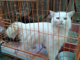 Kucing persia betina siap kawin