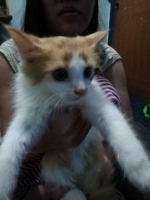 Kucing anggora betina dan anaknya sehat