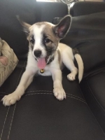 Anjing Jack Rusell Terrier