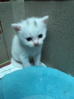 kitten kucing anggora persia