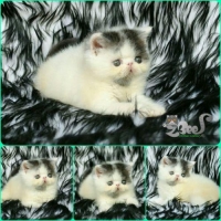 1 ekor kitten exo male