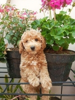 1 EKOR BROWN TOY POODLE JANTAN STAMBOOM