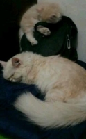 induk dan kitten umur 2bln