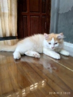 Lepas adopt kitten persia